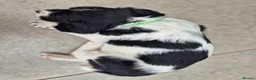 English Springer Spaniel dogs for sale: Stunning working springer spaniels - Advert 12