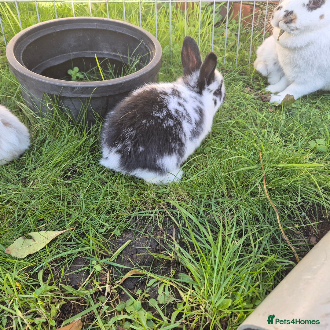 Mini Lop rabbits for sale: Gorgeous Mini Lop X Rex Kits  - Advert 5