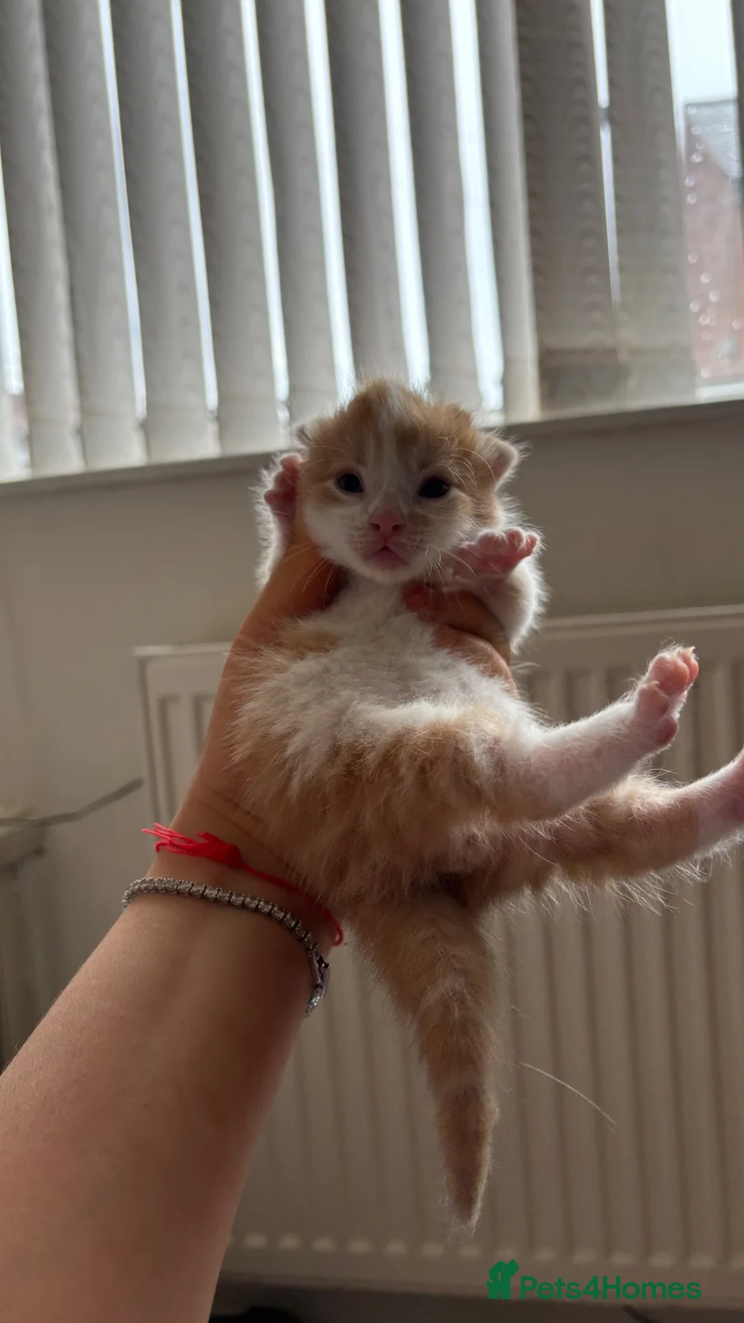Mixed Breed cats for sale: 6 Adorable Male Kittens – 2 Ginger & 4 Beige in Doncaster - Advert 11