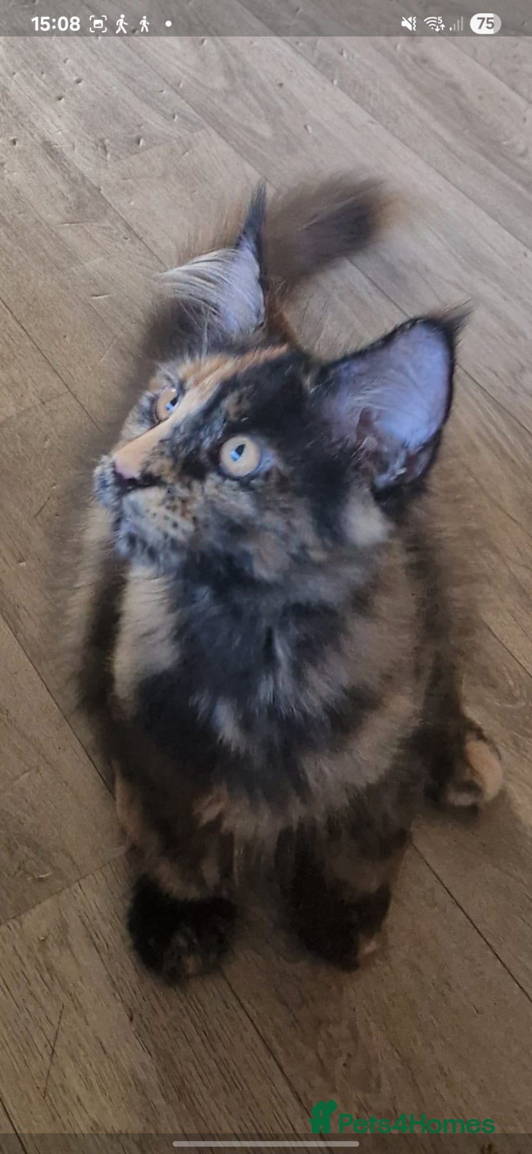 Maine Coon cats for sale: 🌟Ready now🌟 3 large Maine coons active available - Image 12