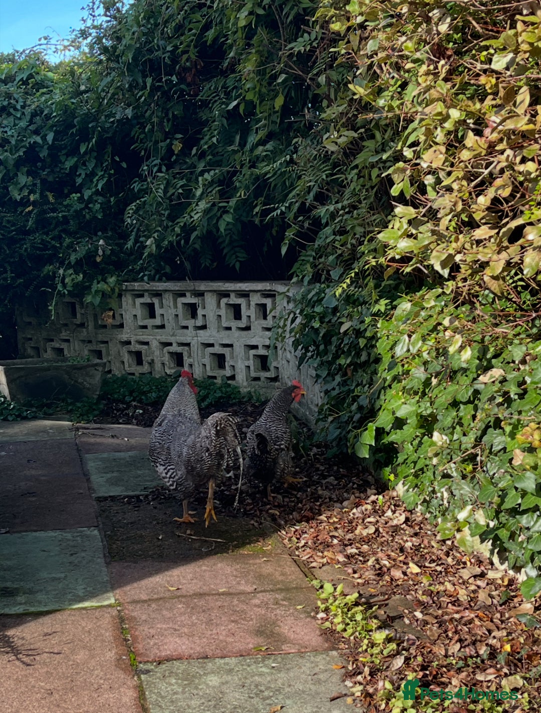 Chickens poultry for sale: Plymouth Rock cockerel free - Image 4