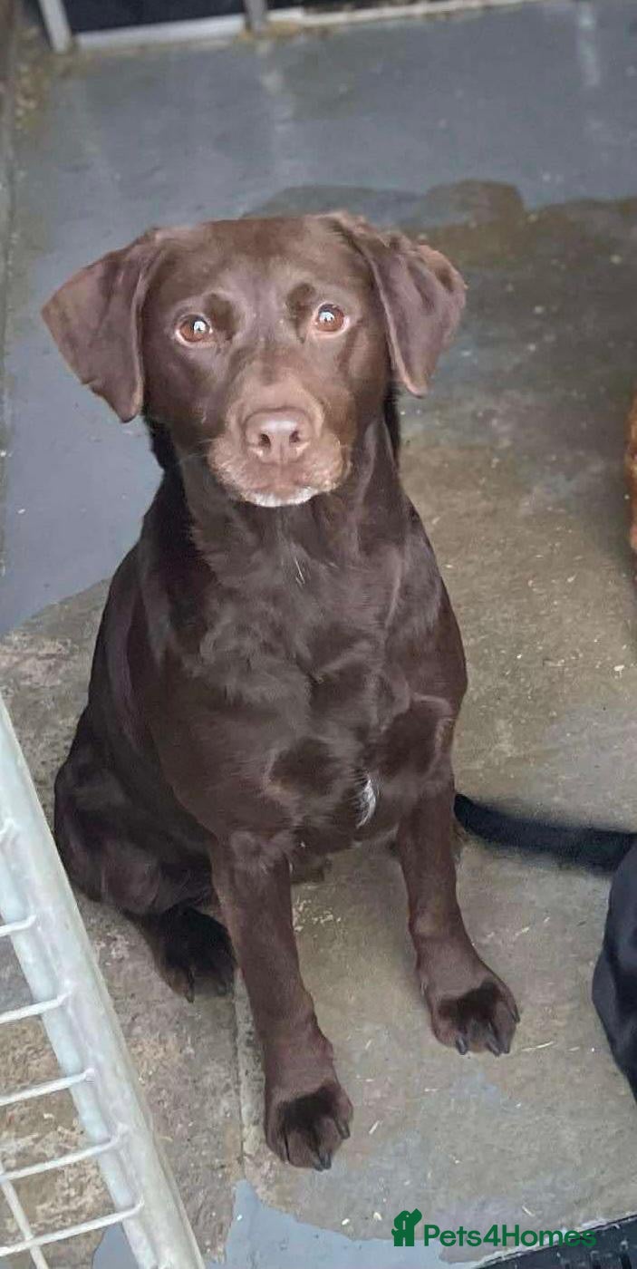 Labrador Retriever dogs Beautiful litter of KC Black Labradors - Advert 2