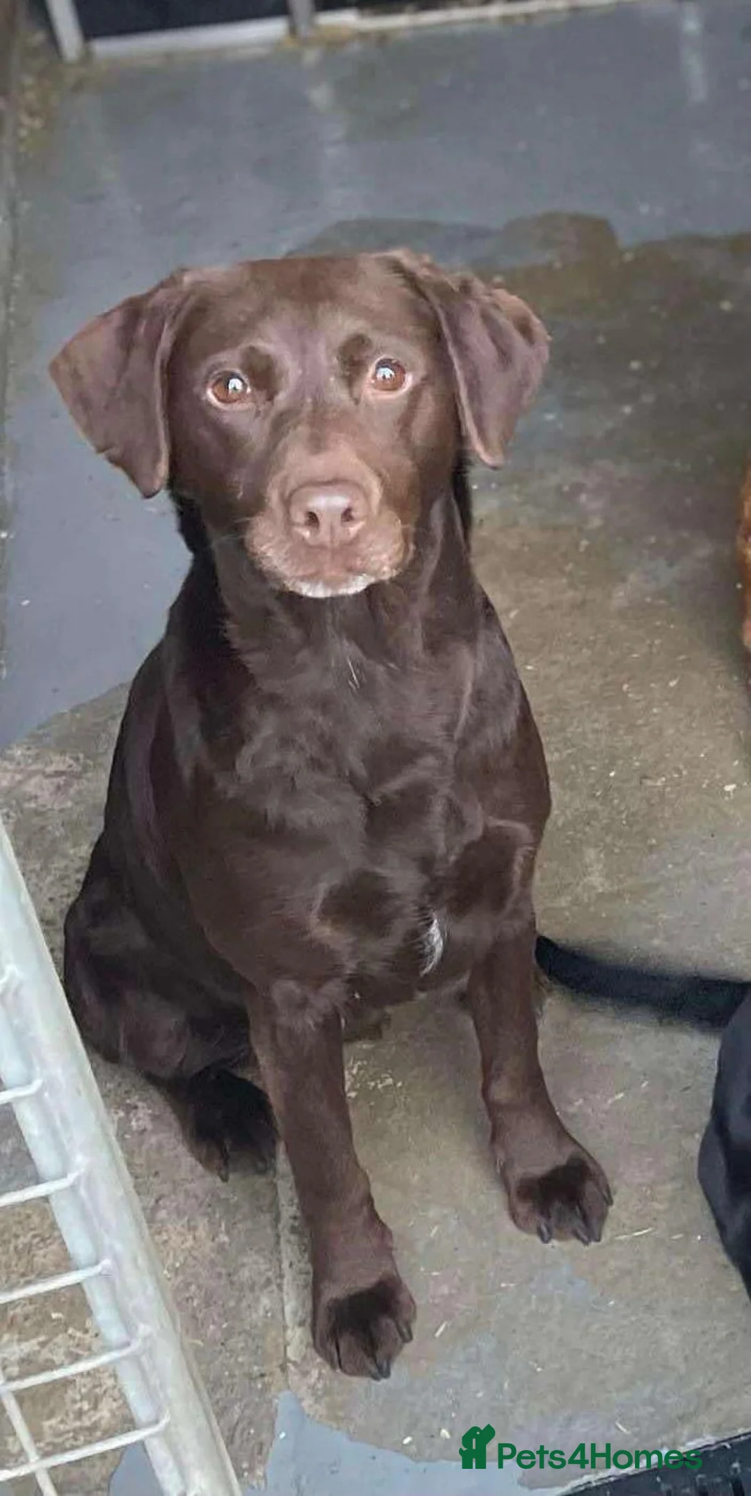 Labrador Retriever dogs for sale: Beautiful litter of KC Black Labradors in Skipton - Advert 2