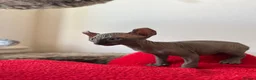 Sphynx cats for sale: Sphynx main characters - Advert 2