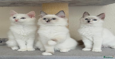Ragdoll cats - Advert 5