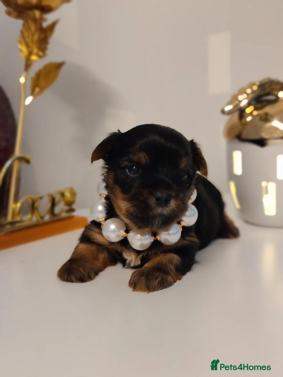 Yorkshire Terrier dogs for stud:  PEDIGREE Yorkshire terrier for STUD  in Hull - Advert 29