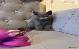 Scottish Fold cats for sale: Amazing Kittens Waiting for You! Just 2 left🥰 - Image 7