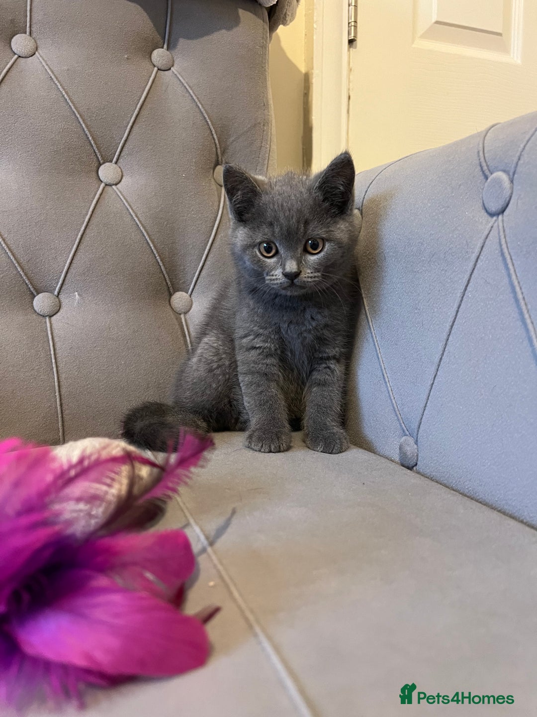 Scottish Fold cats for sale: Amazing Kittens Waiting for You! Just 2 left🥰 - Image 7