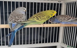 Budgerigars birds for sale: Beautiful Baby Budgies  - Image 5