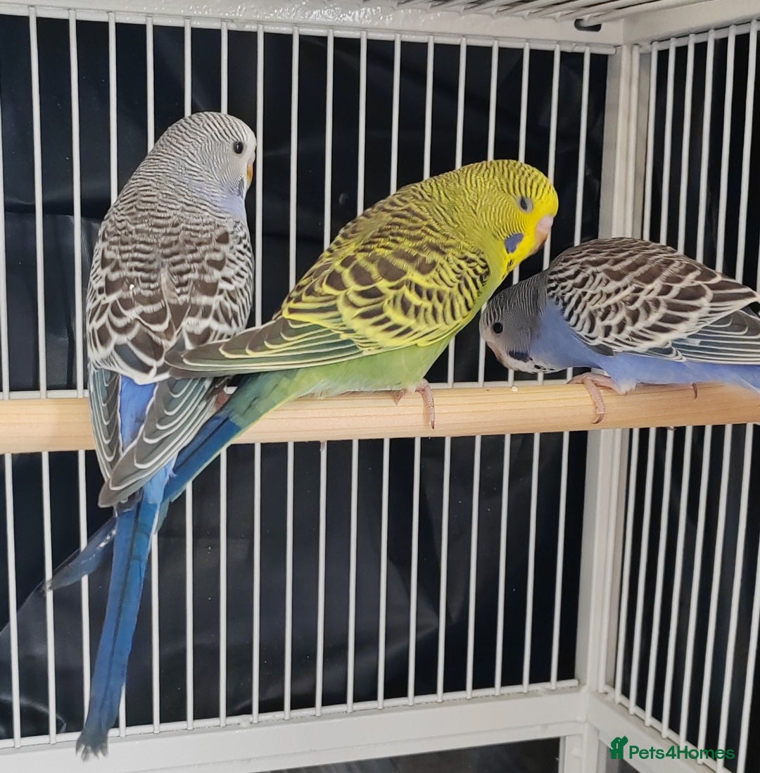 Budgerigars birds for sale: Beautiful Baby Budgies  - Image 5