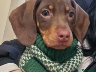 Mixed Breed dogs Last girl remaining - Advert 6