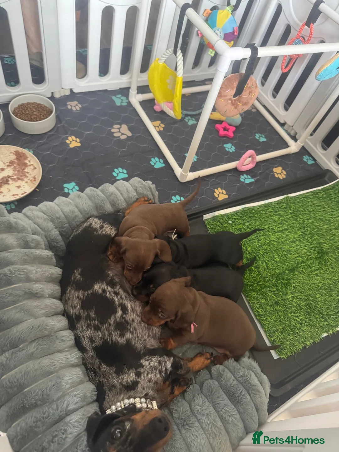Dachshund dogs for sale: 🐾 Gorgeous Mini Dachshund Puppies-Come meet them! - Advert 1