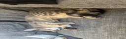 Mixed Breed cats for sale: 2 male cats in Southampton - Advert 4