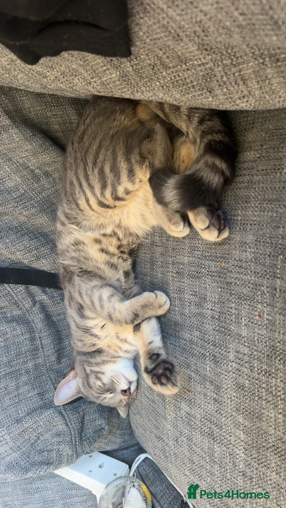 Mixed Breed cats for sale: 2 male cats in Southampton - Advert 4