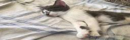 Mixed Breed cats for sale: Kittens for sale  in London - Advert 6