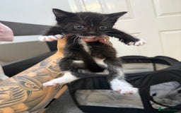 Mixed Breed cats for sale: Kittens for sale ready October 14th - Image 13