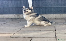 Siberian Husky dogs for stud: PROVEN KC Registered Siberian Husky Stud ONLY in Solihull - Image 9