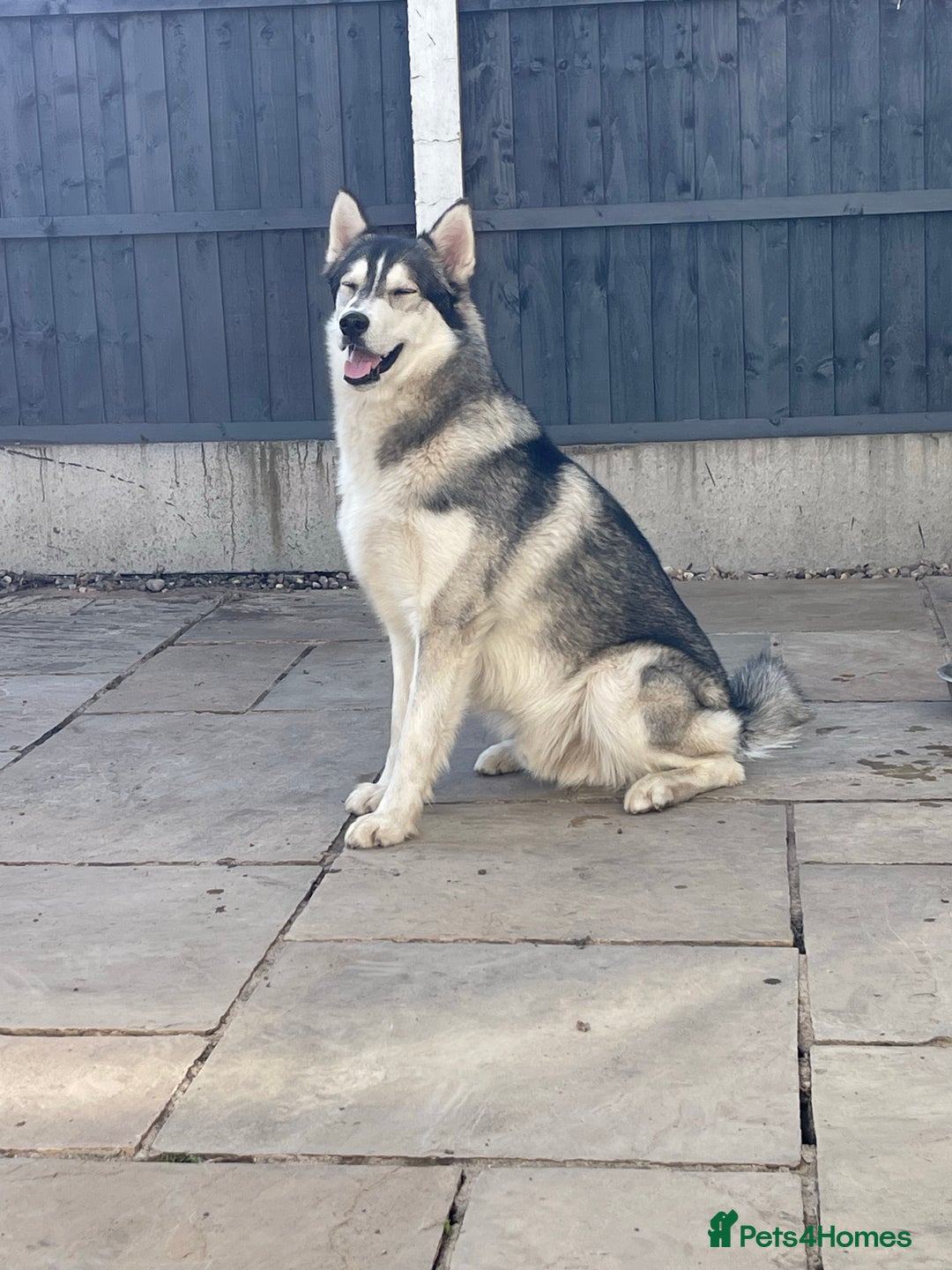 Siberian Husky dogs for stud: PROVEN KC Registered Siberian Husky Stud ONLY in Solihull - Image 9