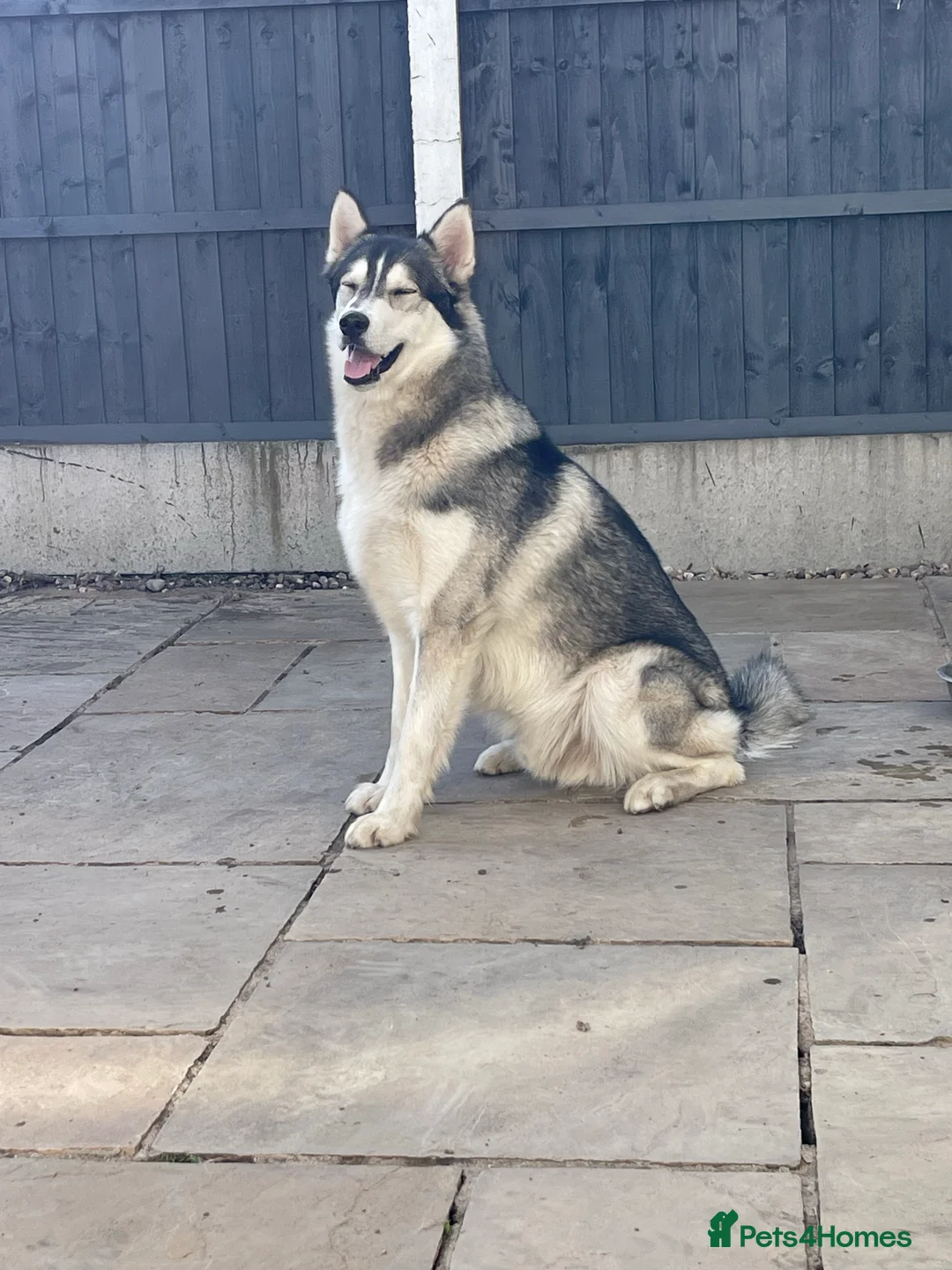 Siberian Husky dogs for stud: PROVEN KC Registered Siberian Husky Stud ONLY in Solihull - Advert 10