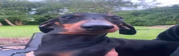 Dachshund dogs for sale: Three 3 year old + five 2 year old dachshund dogs. - Advert 8