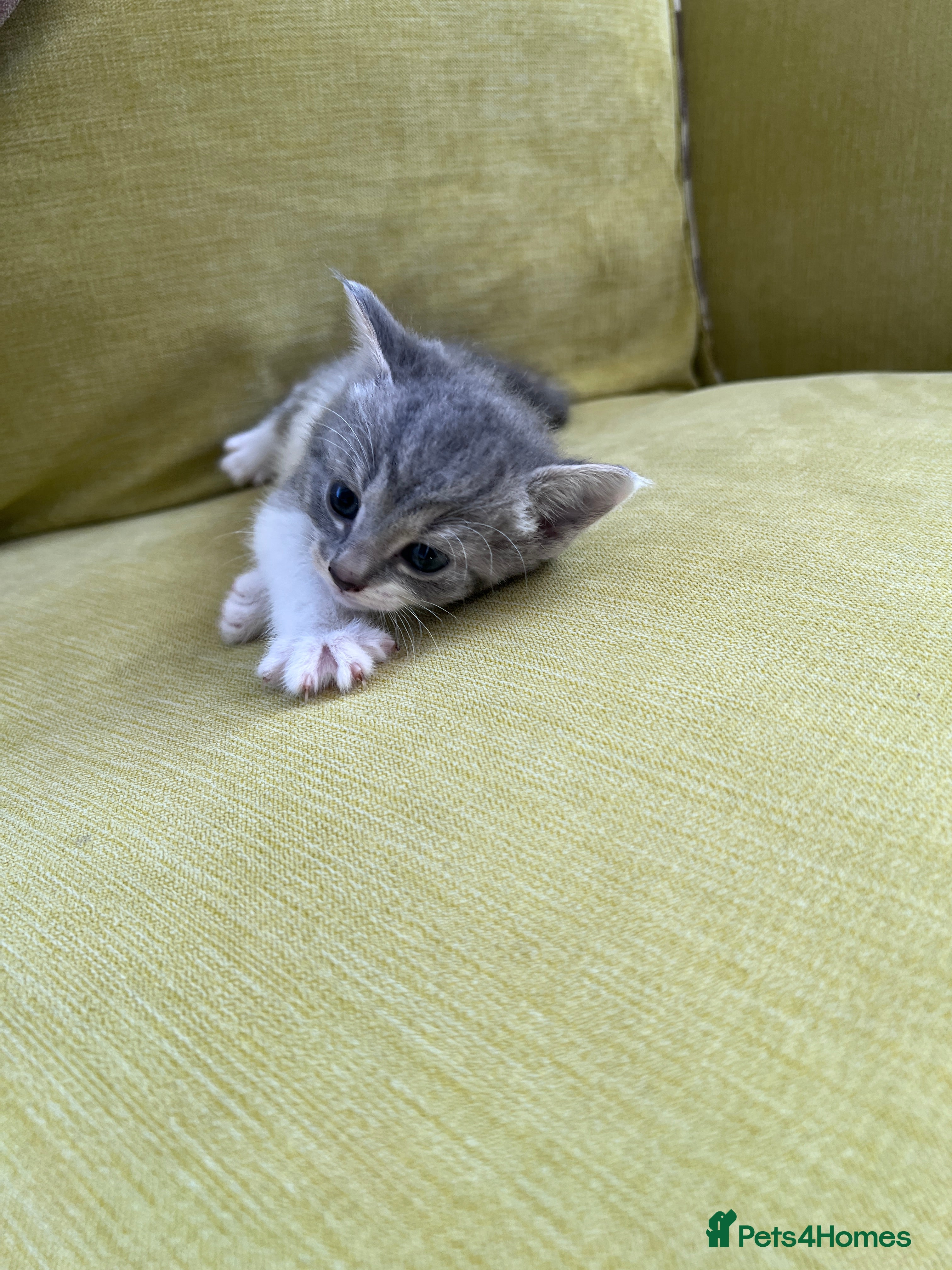 Mixed Breed cats GREATLY REDUCED PRICE FOR REMAINING THREE KITTENS - Advert 2