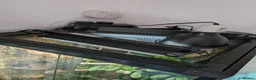 Gecko reptiles for sale: Crested gecko and enclosure  in Frodsham - Advert 2
