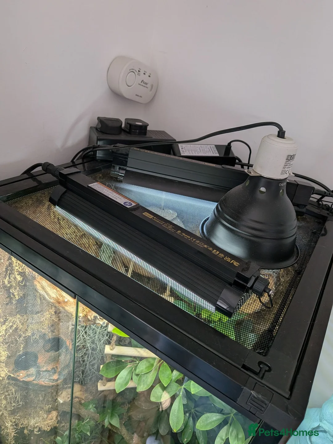 Gecko reptiles for sale: Crested gecko and enclosure  in Frodsham - Advert 2