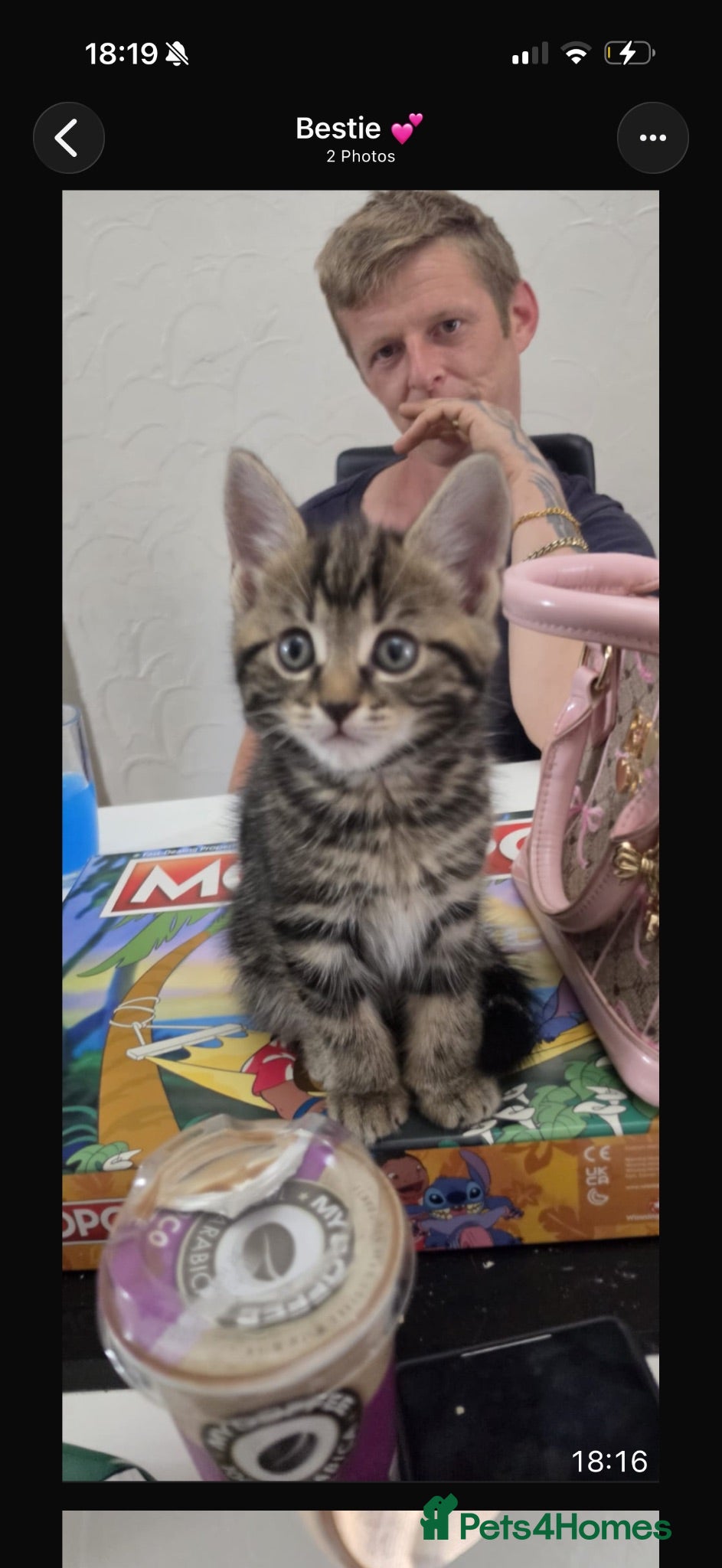 Mixed Breed cats 4 kittens available  - Advert 1
