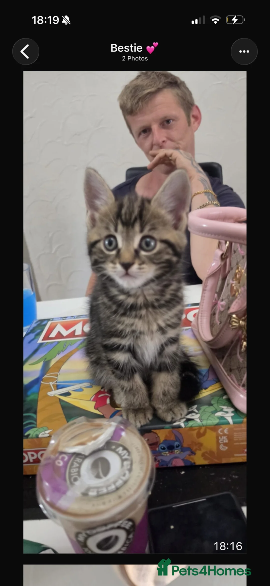 Mixed Breed cats for sale: 4 kittens available  in Ipswich - Advert 1