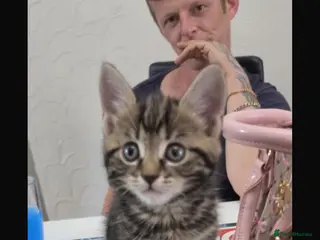 Mixed Breed cats 4 kittens available - Advert 1