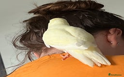 Parakeets birds for sale: Kakariki Last baby still hand feeding  - Image 2