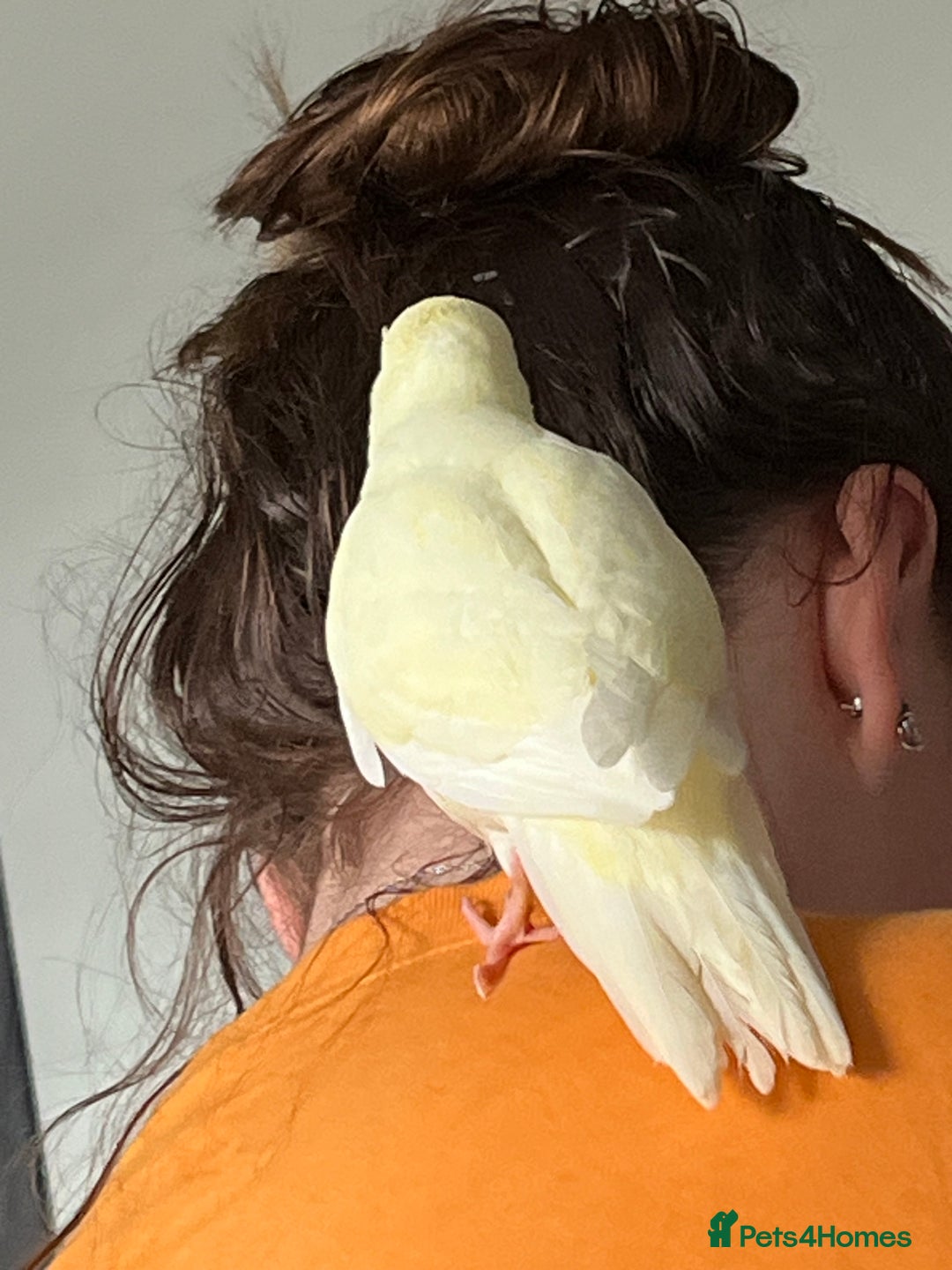Parakeets birds for sale: Kakariki Last baby still hand feeding  - Image 2