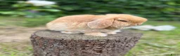 Mini Lop rabbits for sale: ⭐ FRIENDLY BABY MINI LOPS ⭐  - Advert 3