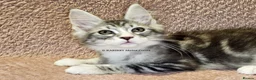 Maine Coon cats for sale: ACTIVE TICA Registered Shaded & Shaded lines - Advert 20