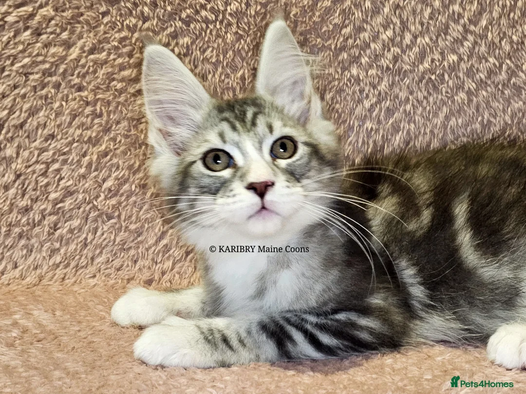 Maine Coon cats for sale: ACTIVE TICA Registered Shaded & Shaded lines - Advert 20