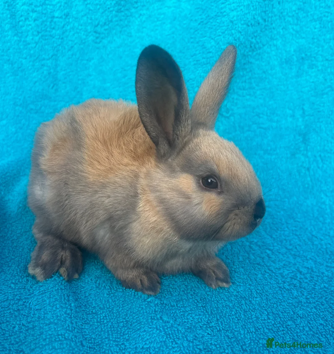Mixed Breed rabbits for sale: Mixed baby rabbits - Advert 2