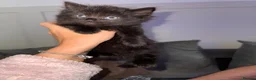 Mixed Breed cats for sale: 4 gorgeous mixed kittens available  - Advert 18