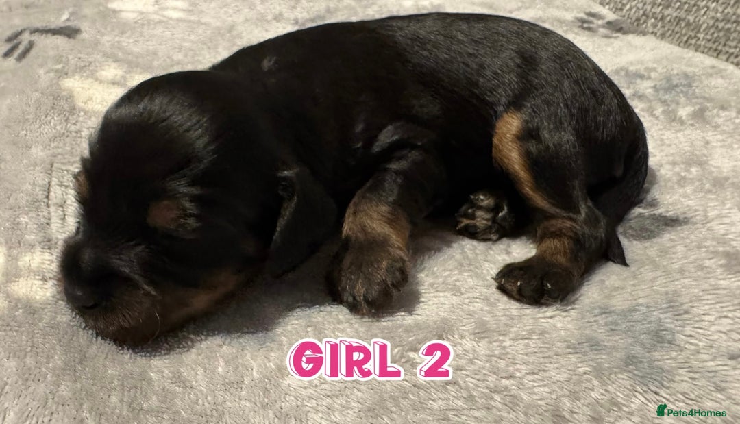 Cavapoo dogs for sale: F2 Toy Cavapoo puppies - Advert 14