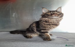 Maine Coon cats for sale: two girl with 5 pedigree maine coon - Image 3