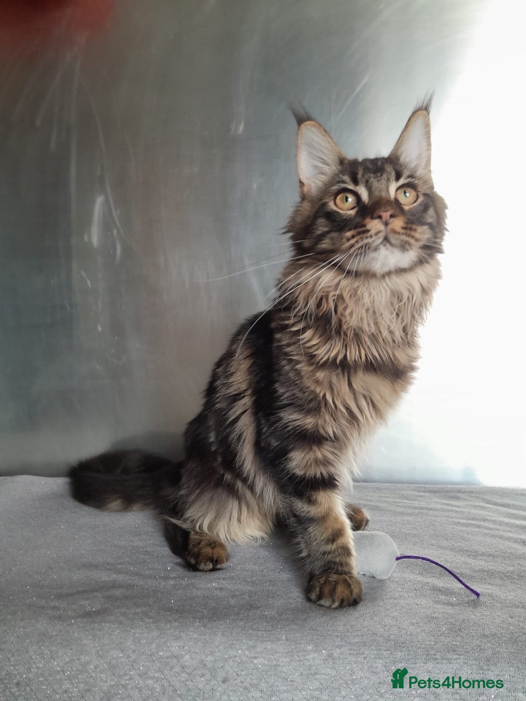 Maine Coon cats for sale: two girl with 5 pedigree maine coon - Image 3