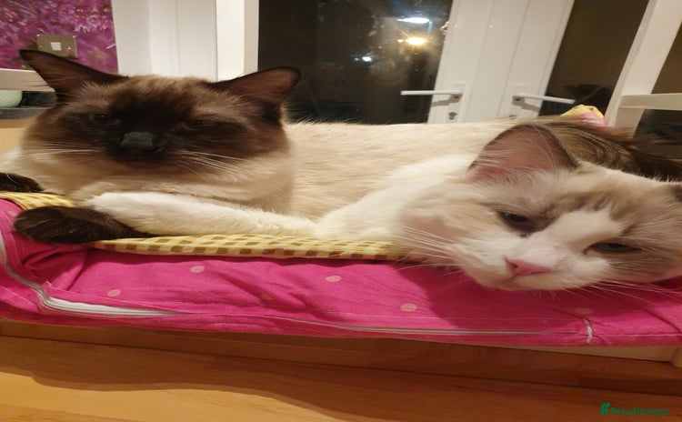 Ragdoll cats - Advert 2