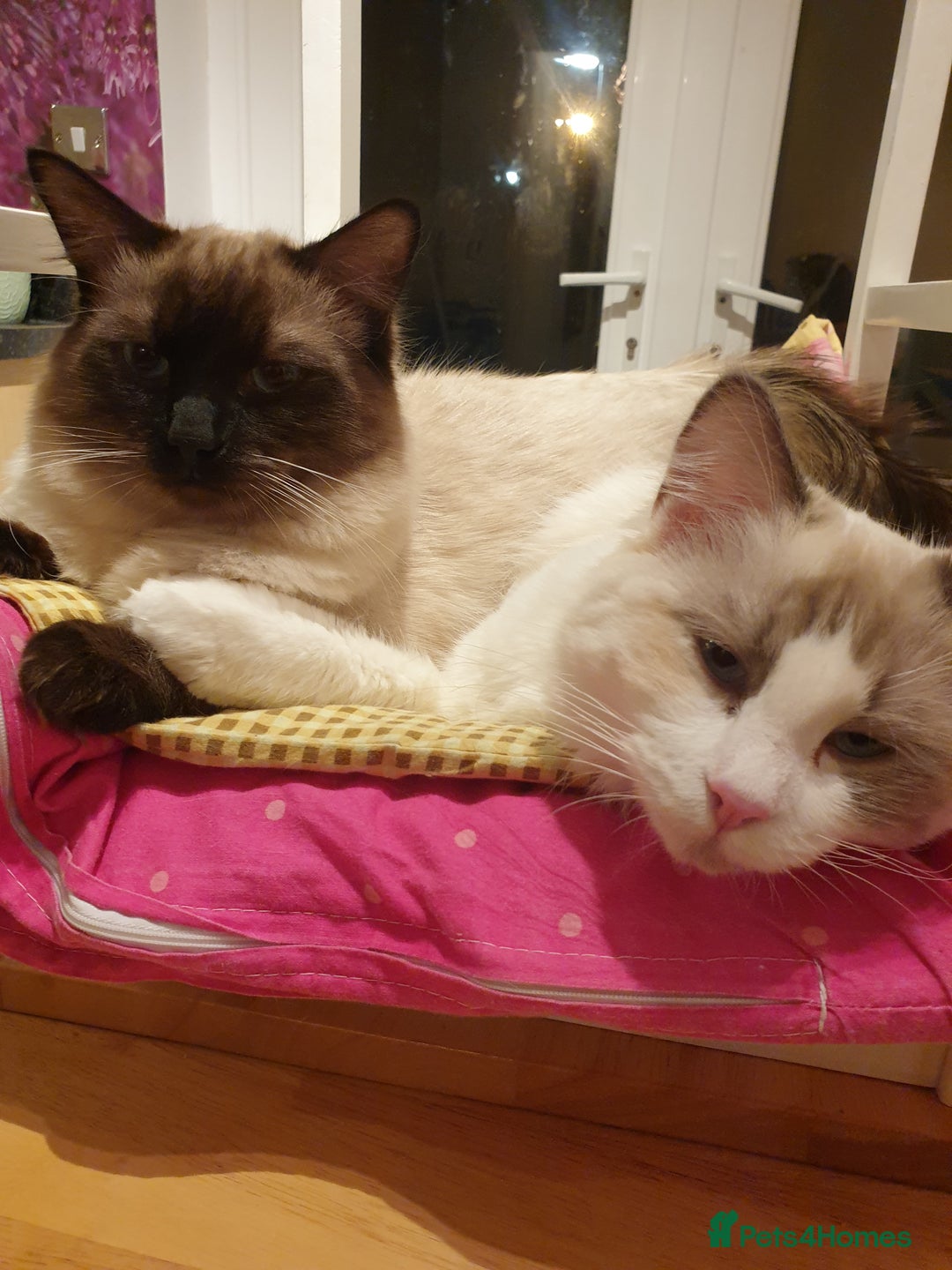 Ragdoll cats for sale: 2 ragdoll cats for rehoming - Image 1
