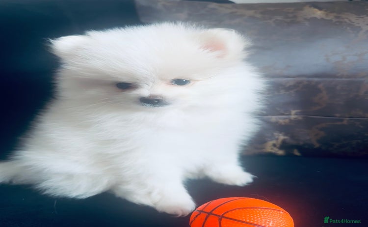 Pomeranian dogs - Advert 7