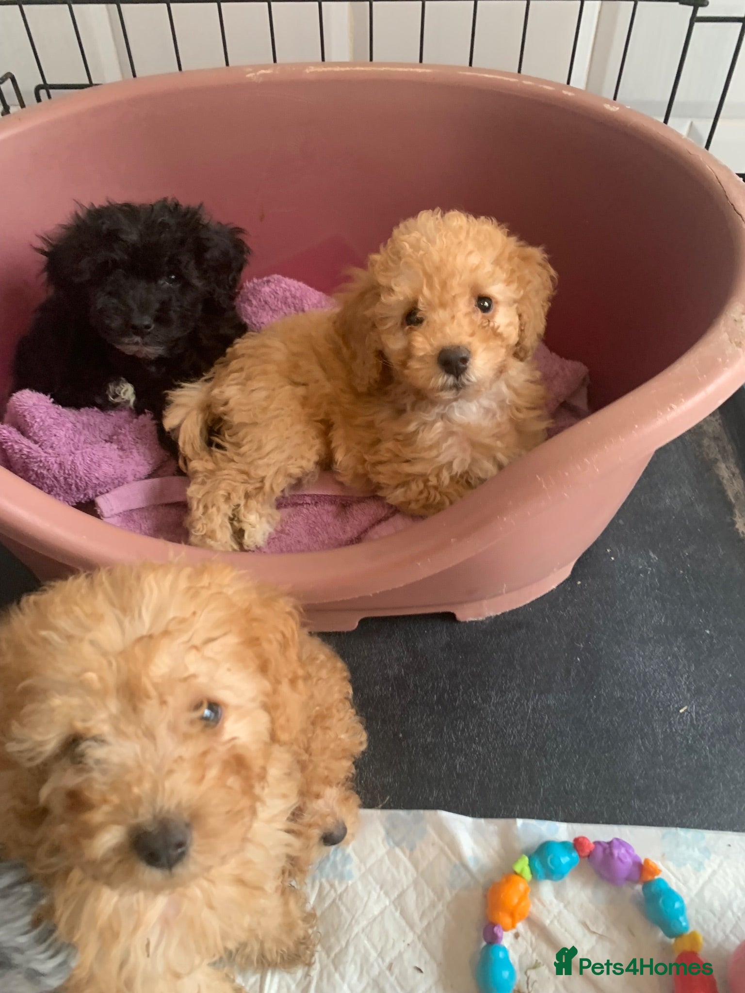 Cockapoo dogs Amazing DNA/BVA CLEAR toy cockapoo puppies  - Advert 8