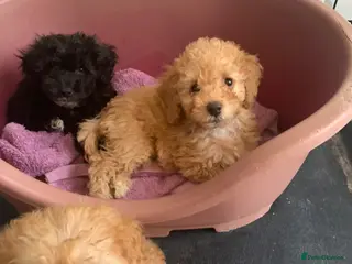 Cockapoo dogs Amazing DNA/BVA CLEAR toy cockapoo puppies - Advert 3