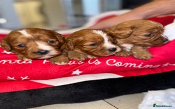 Cavapoo dogs for sale: 🐾 Tiny F1 Cavapoo Puppies – 3 Girls & 1 Boy! 🐾 - Image 17