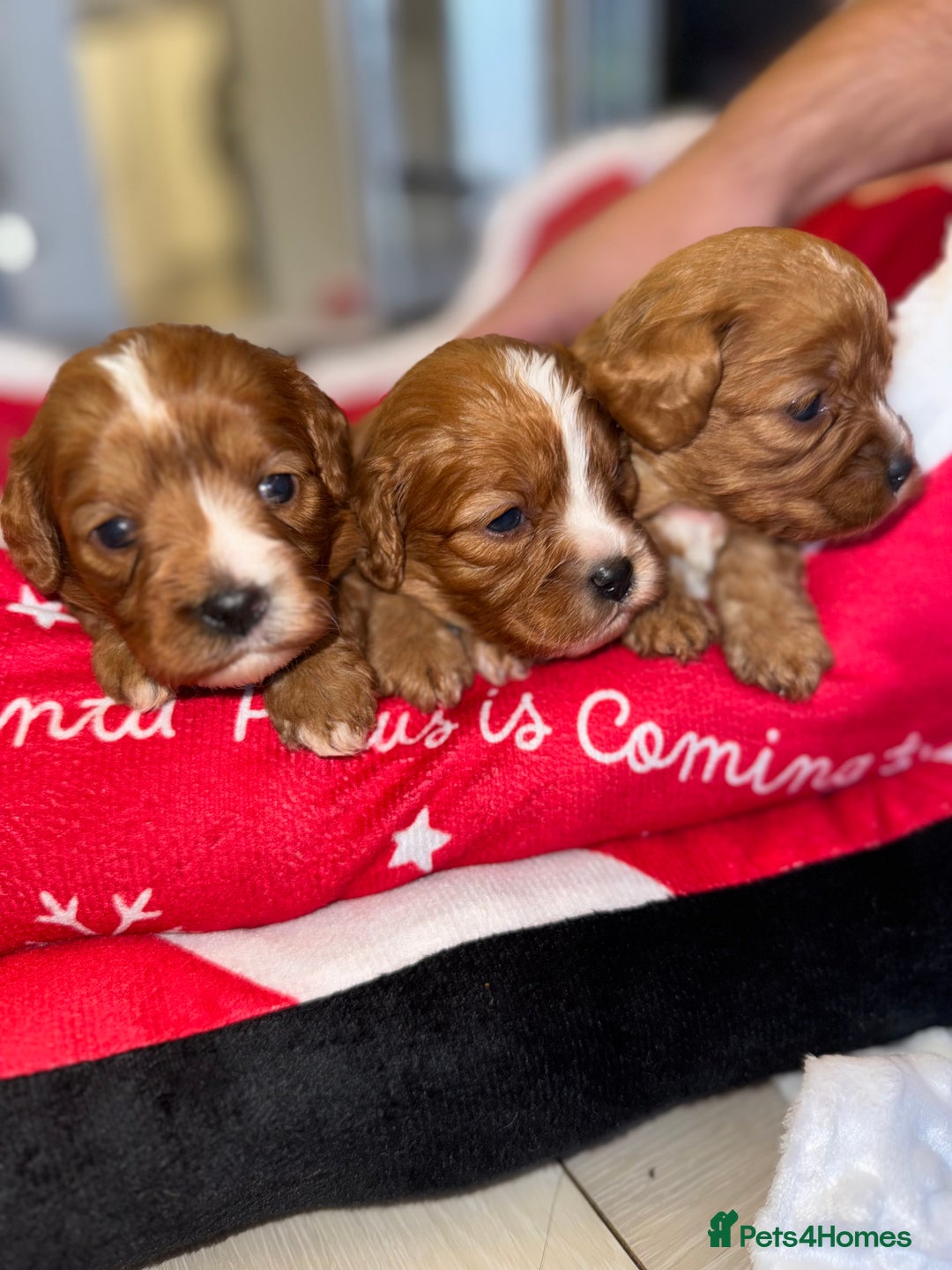Cavapoo dogs for sale: 🐾 Tiny F1 Cavapoo Puppies – 3 Girls & 1 Boy! 🐾 - Image 17