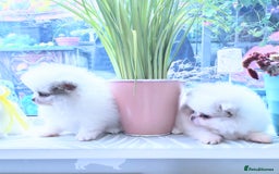Pomeranian dogs for sale: Outstanding toy size poms - Image 4