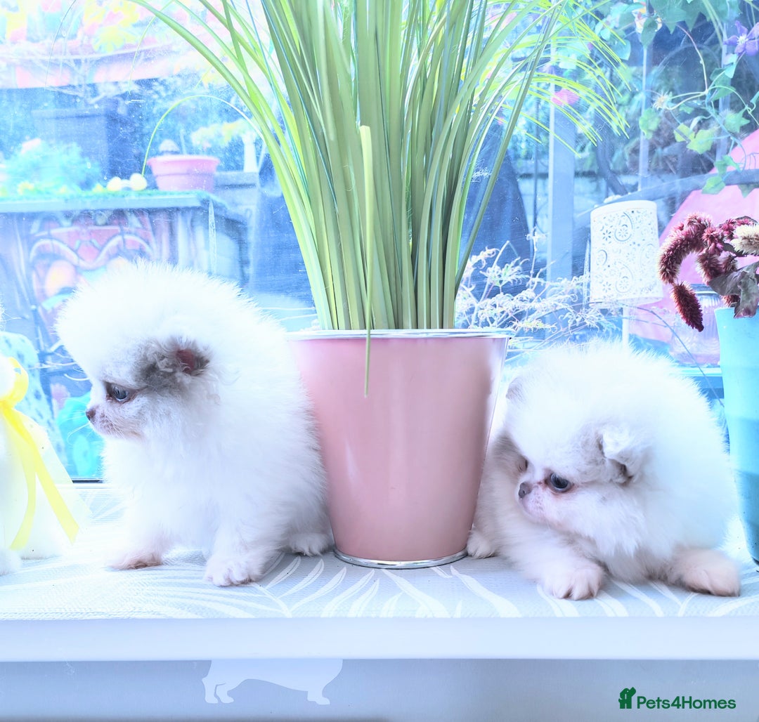 Pomeranian dogs for sale: Outstanding toy size poms - Image 4