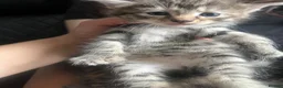 Mixed Breed cats for sale: Beautiful female grey tabby kittens - Advert 12
